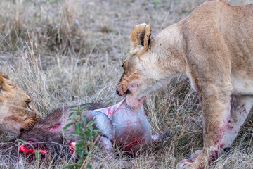 Two lioness eating the flesh of waterbuck in Maasai Mara triangle after hunting