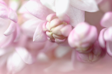 Obraz na płótnie Canvas Closeup of pink flower