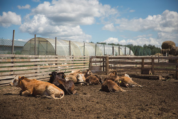 The cows lie on the ground on the farm