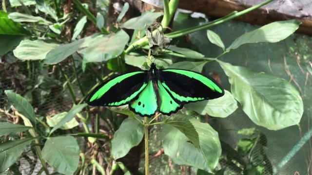 Above view of Richmond birdwing butterfly sitting on a plant in Litchfield National Park in the Territory of Australia.