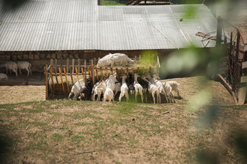 Herd of goats eating grass on the farm