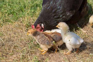 adult chicken with small chickens,Chicken looking for food for little chickens,Mother hen with baby chickens
