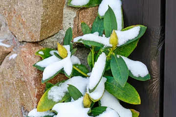 Fototapeten Azalee Red Rhododendron (Azalea) under the snow  © agneskantaruk
