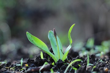 Early monsoon flora in Maharashtra India