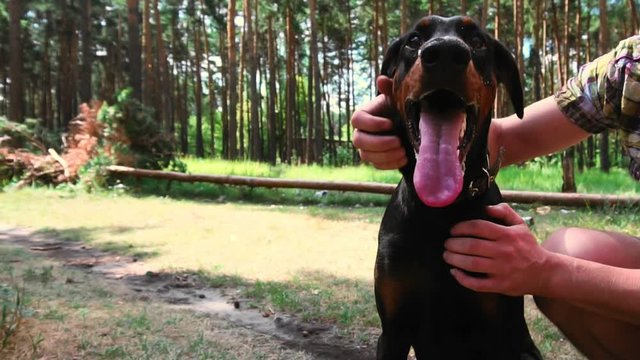 Portrait of a purebred dog Doberman Pinscher in the woods. She's breathing, tongue out and looking at the camera. Man is stroking his pet dog Doberman walking in forest in slow motion, hands closeup.
