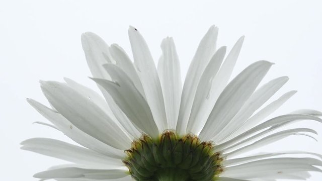 White Marguerites flowering  in the nature