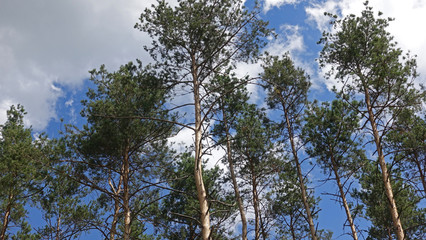 The tops of the pines stretching into the sky
