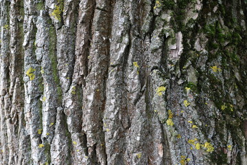 The bark of a tree, the texture of a tree overgrown with moss. The bark of a thick deciduous tree can be considered as a thin layer of moss, which gives a greenish color.