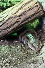 Tiliqua gigas - Giant blue-tonque skink lies and resting.
