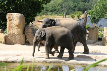 elephant, animal, mammal, wild, wildlife, praha, safari, nature, elephants, big, zoo, trunk, baby, family, large, tusks, tusk, mother, bush, young	