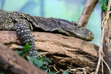 Resting monitor lizard in terrarium.