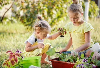 Two toddler girls plant seedlings and sprouts in the garden at summer sunny day. Little children with garden tools and watering can in domestic garden