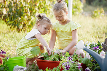 Naklejka na ściany i meble Two toddler girls plant seedlings and sprouts in the garden at summer sunny day. Little children with garden tools and watering can in domestic garden
