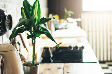 Kitchen work surface, interior elements, Scandinavian rustic eco design with green plant, background