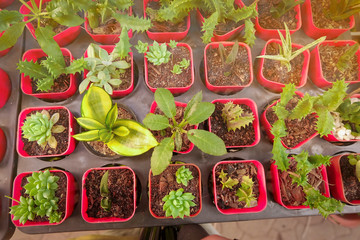 poted cactus and succulent plants