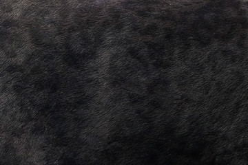 Black panther skin texture background