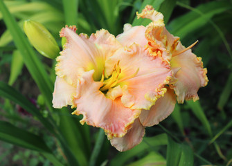 Fototapeta na wymiar Luxury flower Daylily , Hemerocallis in the garden, close-up.Edible flower. Daylilies are perennial plants. They only bloom for 24 hours.