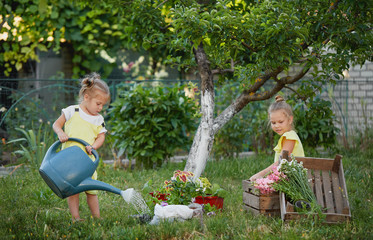 Two toddler girls watering plants in the garden at summer sunny day. Little children with garden tools and  watering can in domestic garden © oes