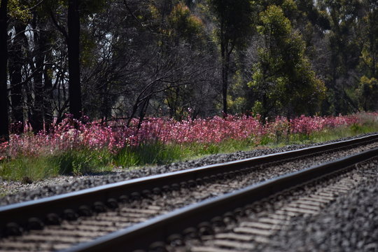 honey suckles next to train tracks