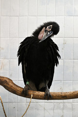 A cub of a hornbill on a branch in a room with tiles in the background.