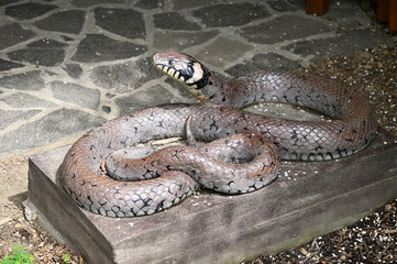 Large plastic snake outside on a concrete pedestal.