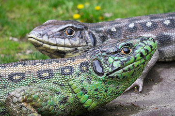 Two large plastic lizard outdoors.