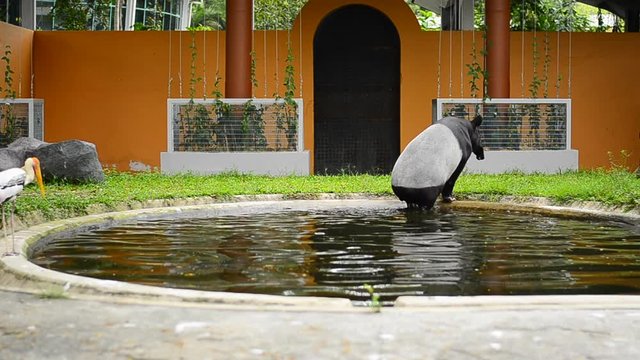A pair of Malayan Tapir in the zoo