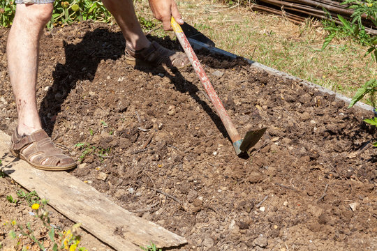 Au potager - jardinier mainant la binette