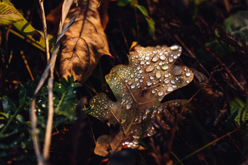 Fallen oak leaf with drops