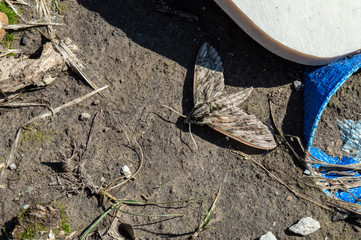 A common grey moth finds some shade on a hot summer day in southwest Missouri. It almost blends in with the brown dirt on the ground. Bokeh.