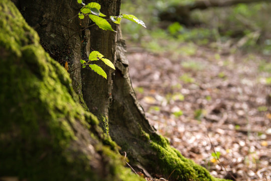 Detail of an old tree