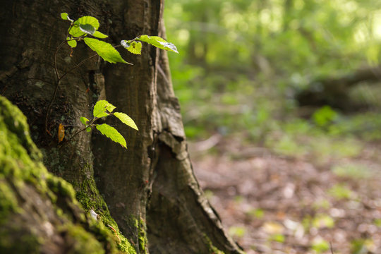 Detail of green tree leaves and trunk
