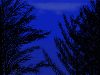 blue night sky with trees