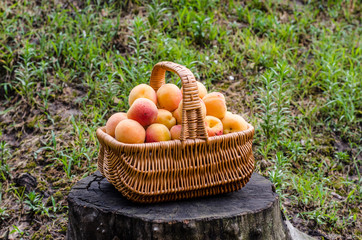 ripe apricots in a beautiful basket in nature