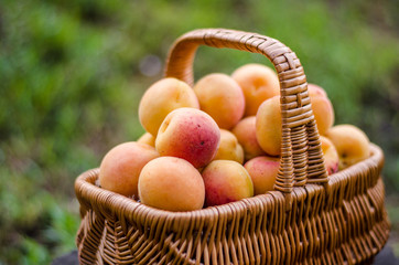 Apricot harvest in a rattan basket on a background of grass.