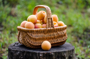 Apricot harvest in a rattan basket