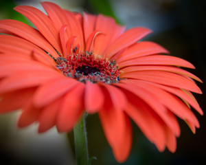 Gerbera Flower Close-up View in Shallow Depth of Field