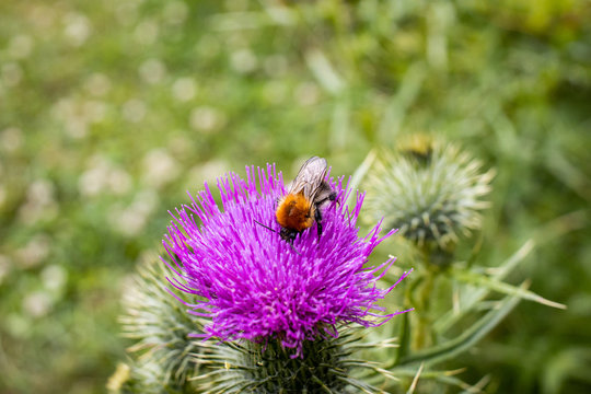 Bienen sind wichtig!