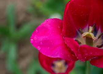 Close-up of a single tulip flower with blurred flowers as background, spring wallpaper, selective focus, colorful tulips field