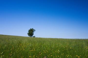 Single tree in the field. Minimalist landscape photo. Sunny summer day, blue sky, no clouds, green...