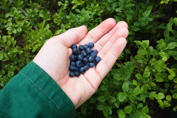 Hand holding fresh picked blueberries. Authentic photo taken in forest.