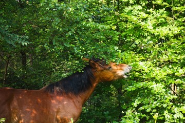 Wild horse graze in the wild nature