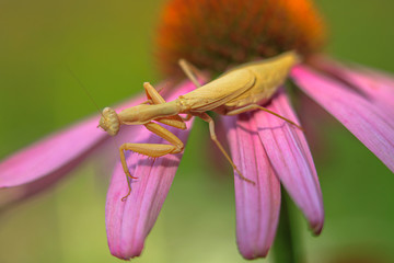 Allphotokz Mantis 20100815 1285 5DM2