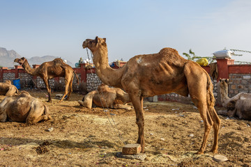 Camels on the street in Ajmer. India