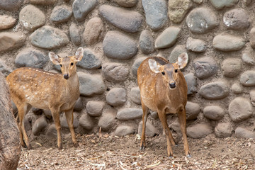 Two Beautiful deer staring at the camera.
