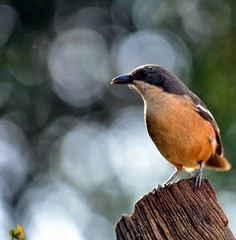 Southern Bou Bou Shrike_Eastern Cape_SA