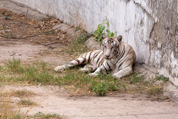 White Tiger setting, resting near the wall