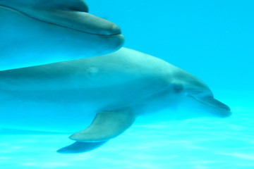 Fototapeta premium イルカ