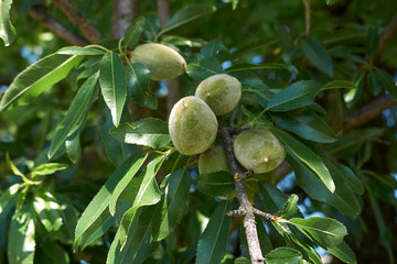 Prunus dulcis