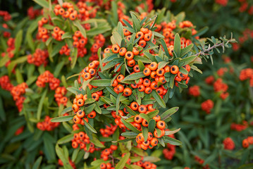 Pyracantha angustifolia